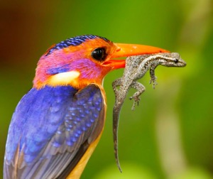 African Pygmy Kingfisher with Gecko