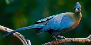 Purple-crested Turaco