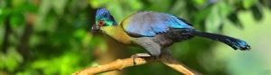 Purple-crested Turaco