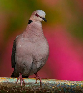 Red-eyed Dove