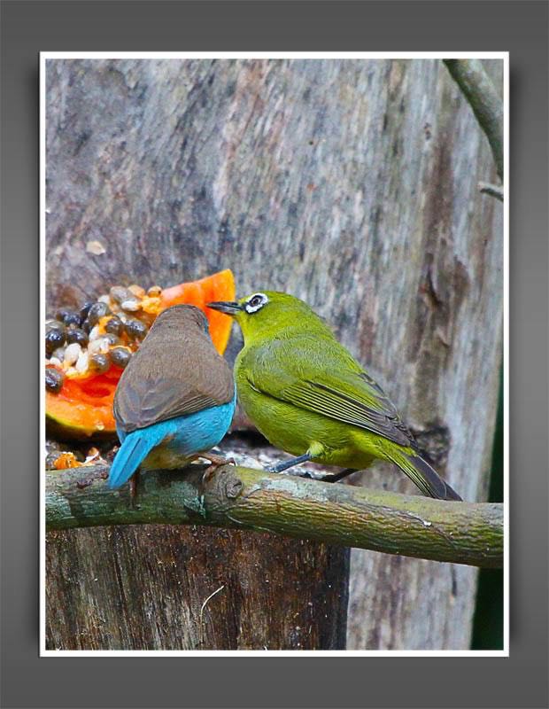 Blue Waxbill and White-eye