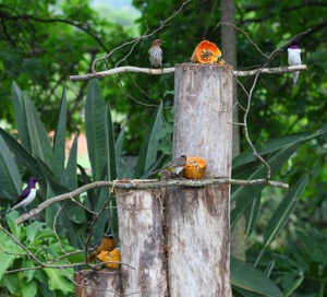 Chris' feeding tree