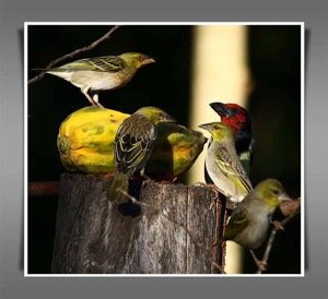 Black-collared Barbet and Village Weavers