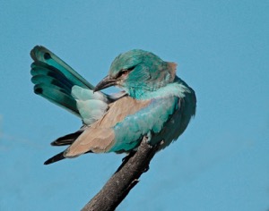 European Roller