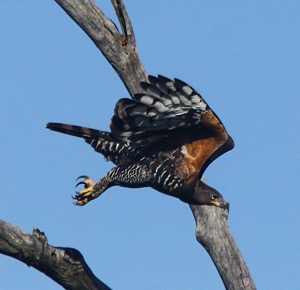 African Crowned Eagle