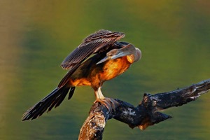 African Darter