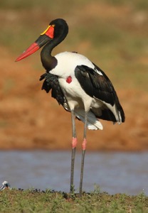 Saddle-billed Stork