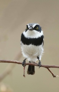 Chinspot Batis