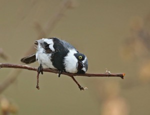 Chinspot Batis