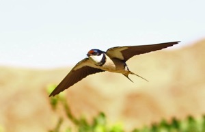 White-throated Swallow