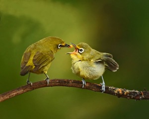 Cape White-eye