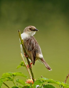 Croaking Cisticola