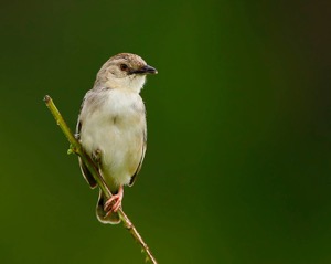 Croaking Cisticola