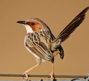 Rufous-eared Warbler