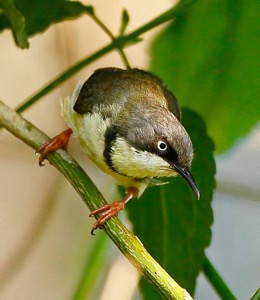 Bar-throated Apalis