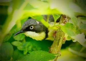 Bar-throated Apalis