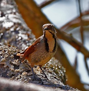 Collared Palm-Thrush-chris