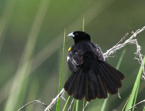 White-winged Widowbird