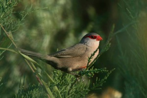 Common Waxbill