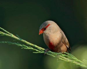 Common Waxbill