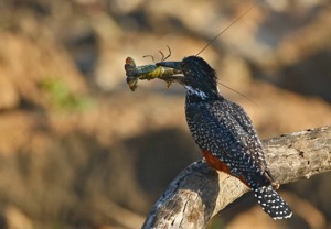 Giant Kingfisher