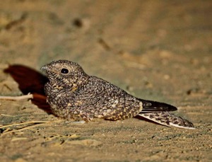 Freckled Nightjar