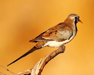 Namaqua Dove