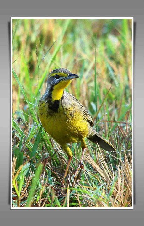 Yellow-throated Longclaw