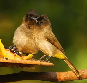 Dark-capped Bulbul