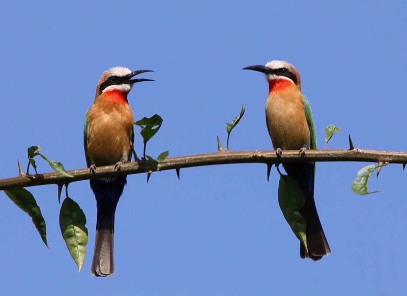 White-fronted Bee-eater