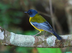 White-starred Robin