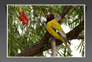 Black-headed Oriole