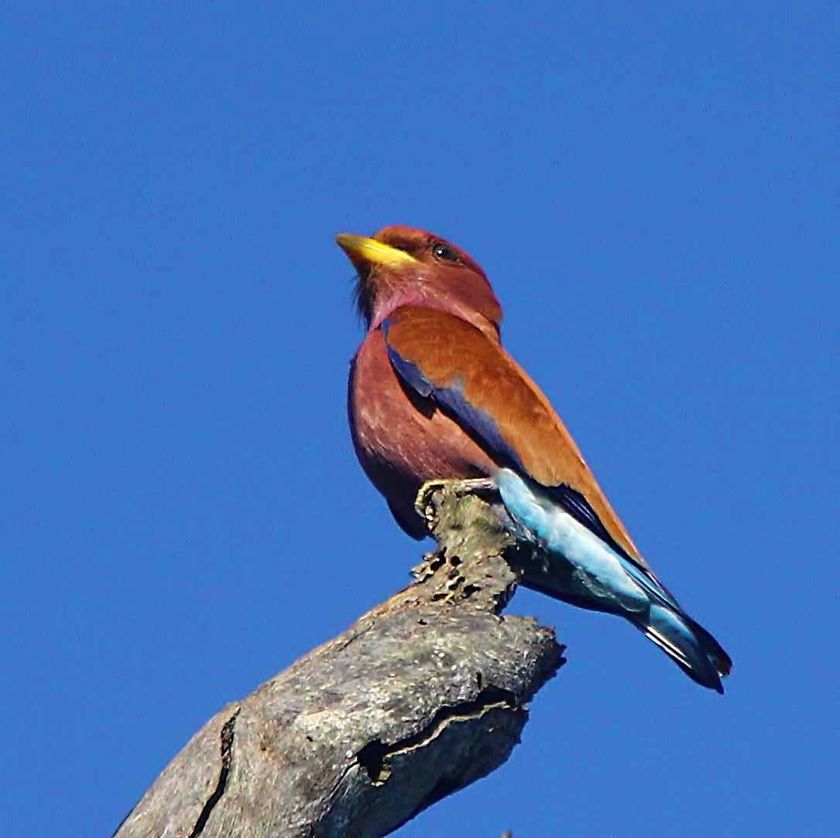 Broad-billed Roller