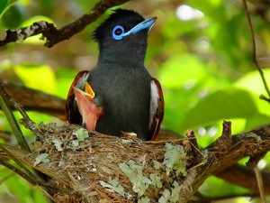 Paradise Flycatcher