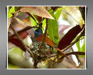 Paradise Flycatcher