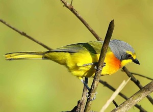 Orange-breasted Bush-Shrike