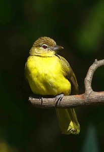 Yellow-bellied Greenbul