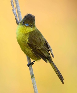 Dark-capped Yellow Warbler