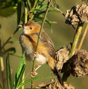 Red-faced Cisticola