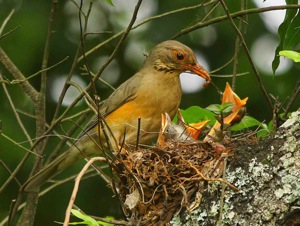 Kurrichane Thrush