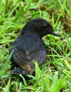 Southern Black Flycatcher