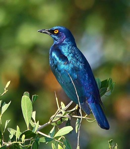 Greater Blue-eared Starling