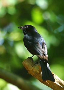 Southern Black Flycatcher