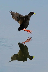 Black Crake