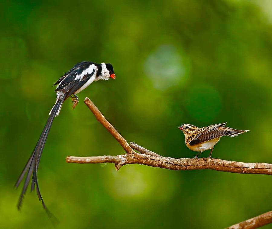 >Pin-tailed Whydah