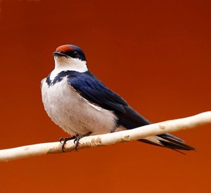 White-throated Swallow