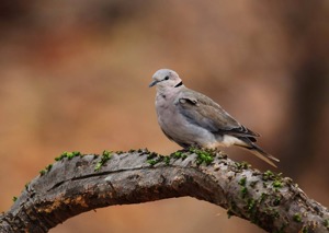 Cape Turtle-Dove