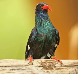 Green Wood-Hoopoe