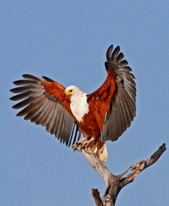 African Fish Eagle