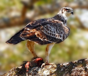 Martial Eagle